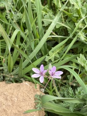 Erodium