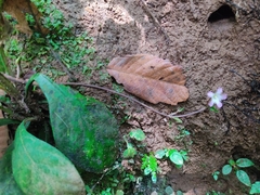Angiospermae