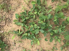 Euphorbia ipecacuanhae