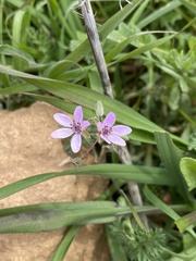 Erodium