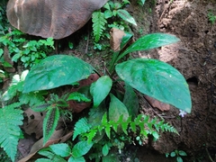 Angiospermae