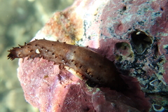 Holothuria difficilis