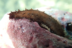 Holothuria difficilis