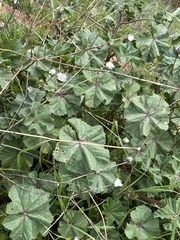 Malva sylvestris