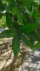 Quercus vaseyana