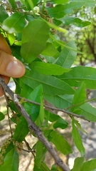Quercus vaseyana