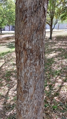 Quercus vaseyana
