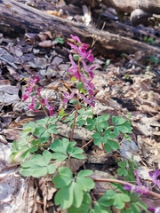 Corydalis caucasica