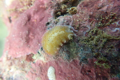 Thysanozoon tentaculatum