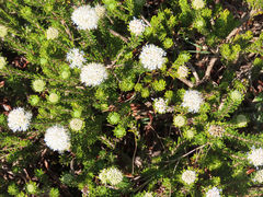 Agathosma gonaquensis