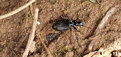 Limodromus
