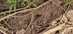 Limodromus
