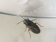 Peritrechus convivus