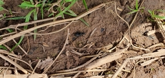 Limodromus