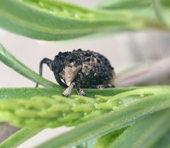 Cryptorhynchus lapathi