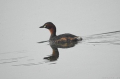 Tachybaptus ruficollis