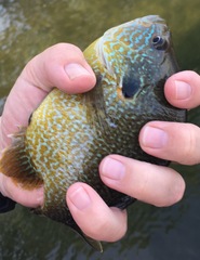 Lepomis gibbosus × cyanellus