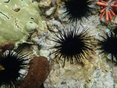Echinothrix diadema