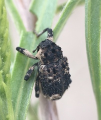 Cryptorhynchus lapathi