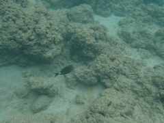 Acanthurus nigroris