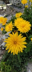 Hyoseris radiata