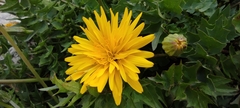 Hyoseris radiata