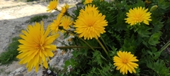 Hyoseris radiata