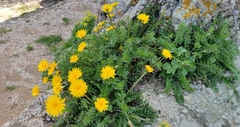 Hyoseris radiata