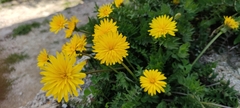 Hyoseris radiata