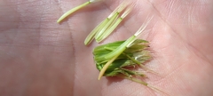 Hyoseris radiata