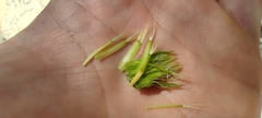 Hyoseris radiata