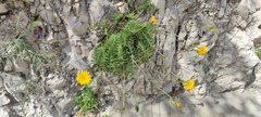 Hyoseris radiata