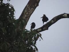 Psarocolius angustifrons