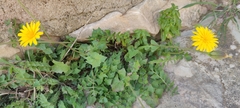 Hyoseris radiata