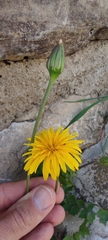 Hyoseris radiata