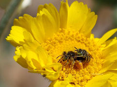 Calliopsima