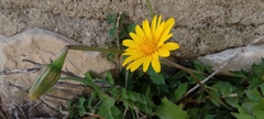 Hyoseris radiata