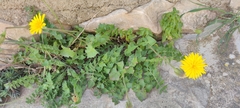 Hyoseris radiata