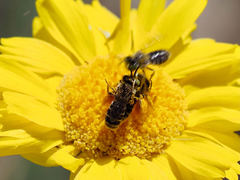 Calliopsima