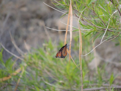 Queen Butterfly