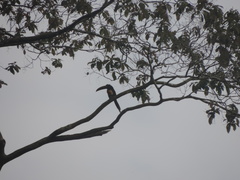 Pteroglossus torquatus