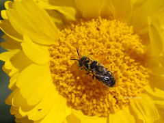 Calliopsima