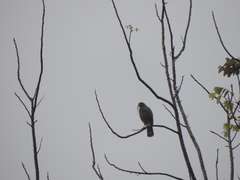 Rupornis magnirostris