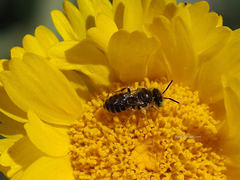 Calliopsima