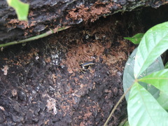 Dendrobates truncatus