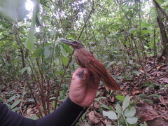 Xiphorhynchus susurrans