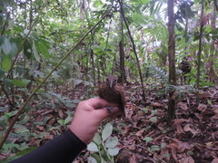 Xiphorhynchus susurrans