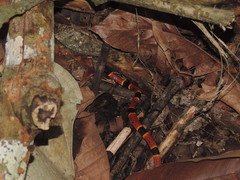 Micrurus nigrocinctus nigrocinctus