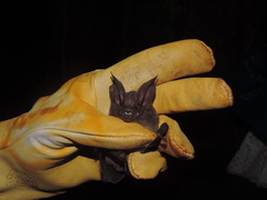 Chiroptera