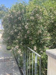 Sophoreae